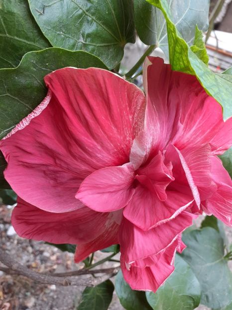  - hibiscus tahitian pink hat