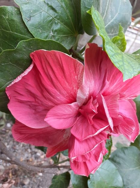  - hibiscus tahitian pink hat