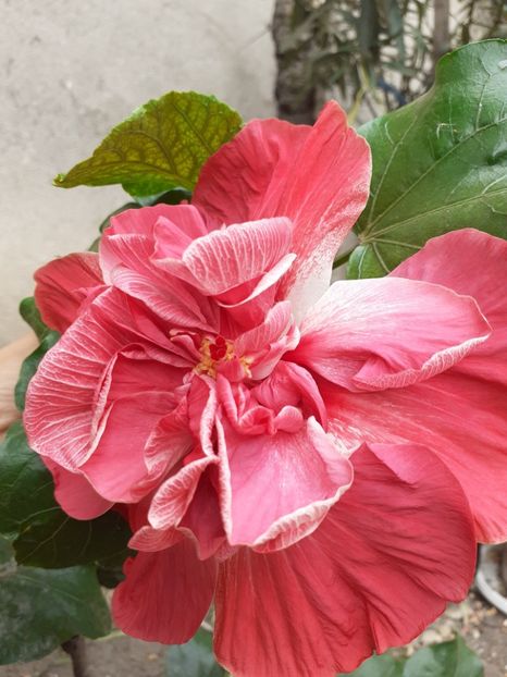  - hibiscus tahitian pink hat