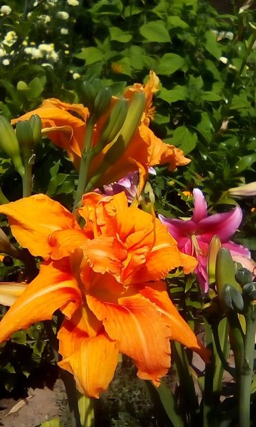 fulva kwanso - Hemerocallisi