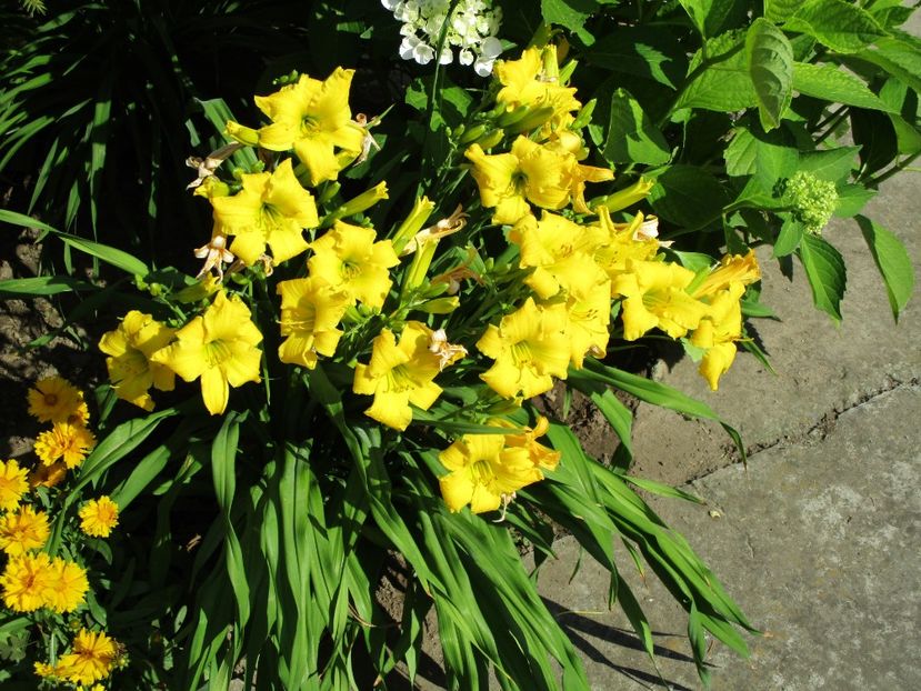 bitsy - Hemerocallisi