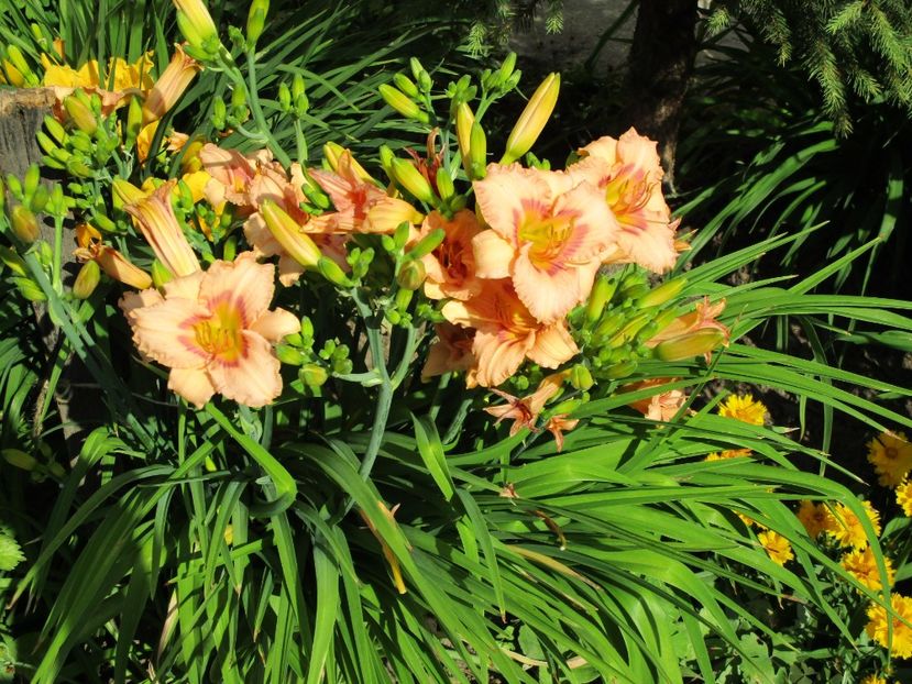 longfields glory - Hemerocallisi