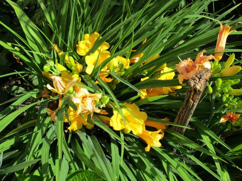  - Hemerocallisi
