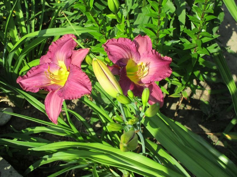 silent sentry - Hemerocallisi