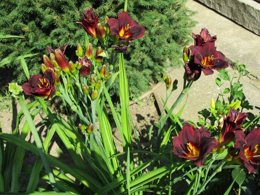 obsidian - Hemerocallisi