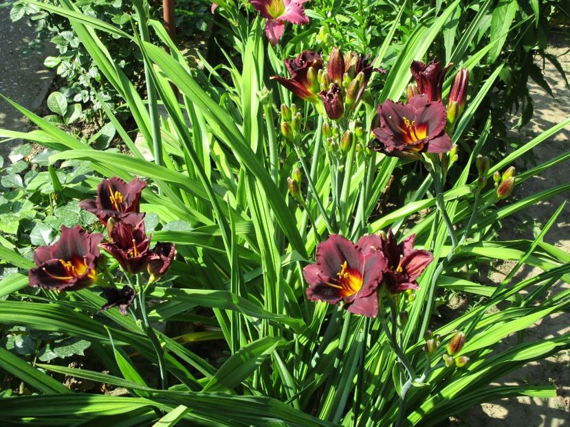 obsidian - Hemerocallisi
