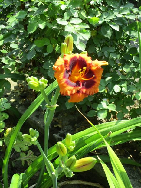 madeline nettles eyes - Hemerocallisi