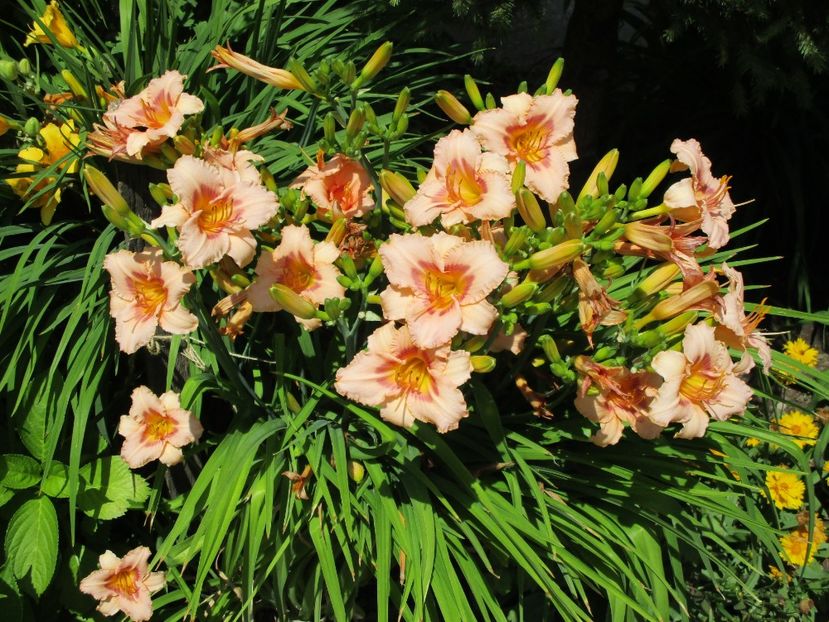 longfields glory - Hemerocallisi