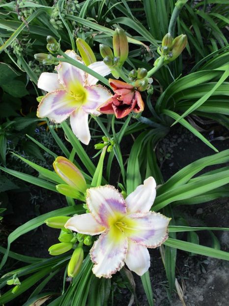  - Hemerocallisi