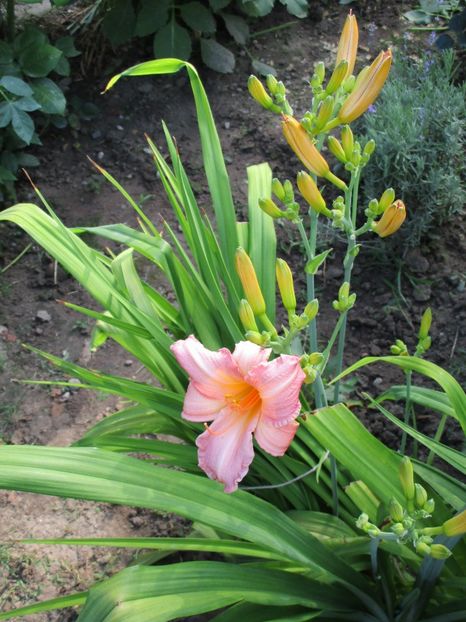 pretty fancy - Hemerocallisi