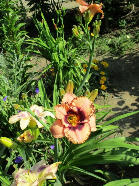  - Hemerocallisi