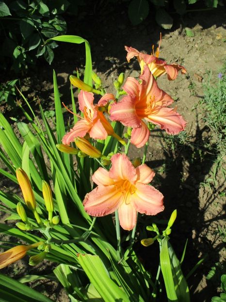 pretty fancy - Hemerocallisi