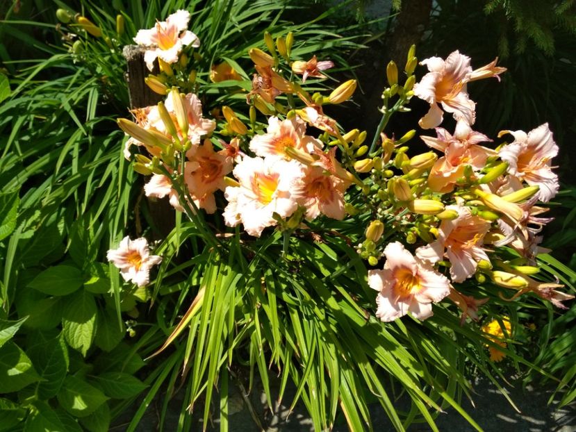 longfields glory - Hemerocallisi