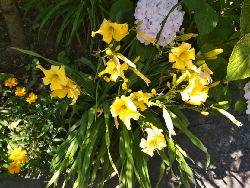  - Hemerocallisi