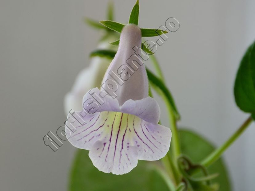 Sinningia Lucis Dragonfly II - GLOXINIA_SINNINGIA - Hibrizii mei -My hybrids