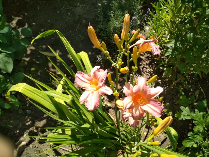 pretty fancy - Hemerocallisi