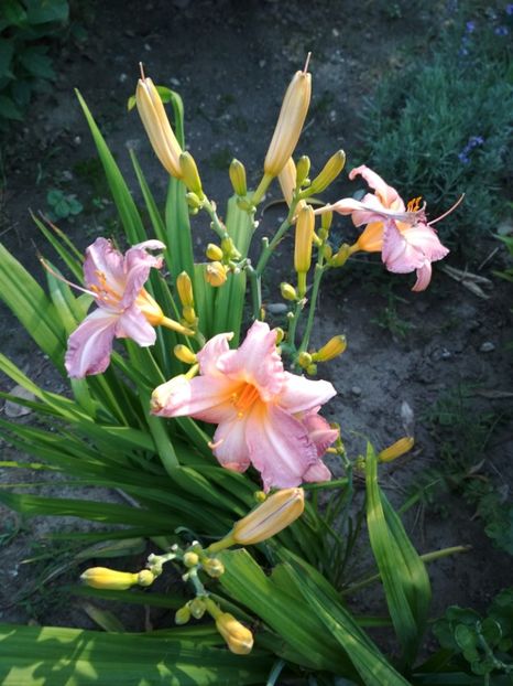pretty fancy - Hemerocallisi
