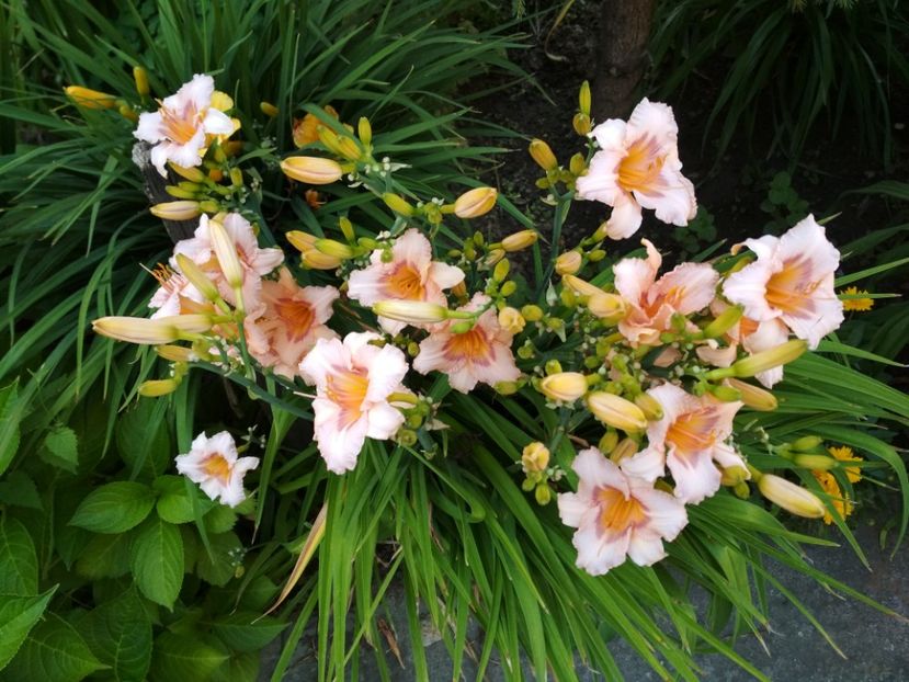 longfields glory - Hemerocallisi