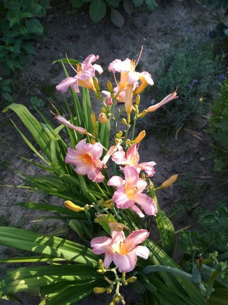 pretty fancy - Hemerocallisi