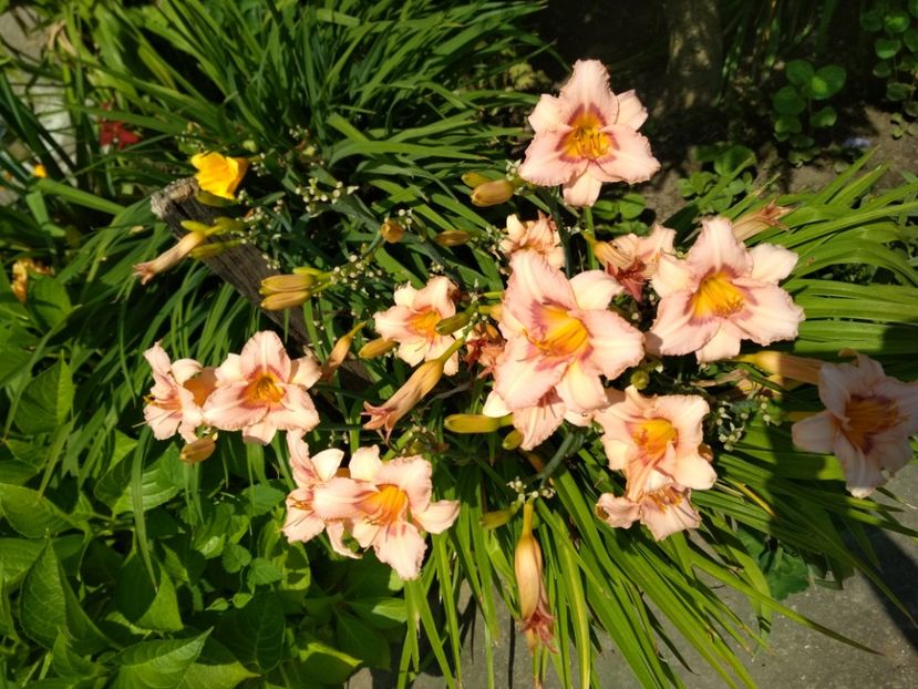 longfields glory - Hemerocallisi