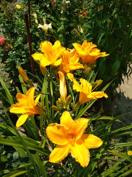  - Hemerocallisi