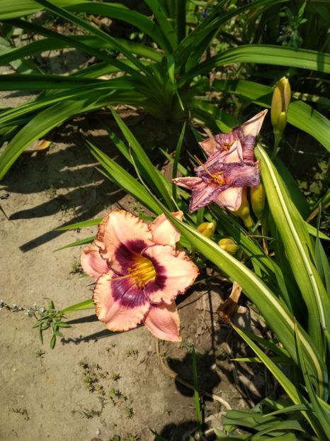  - Hemerocallisi