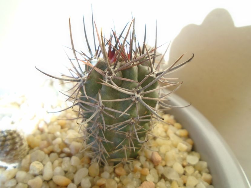 Pyrrhocactus andreaeanus (Eriosyce andreaeana) - Cactusi 2019 bis bis