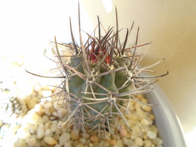 Pyrrhocactus andreaeanus (Eriosyce andreaeana) - Cactusi 2019 bis bis