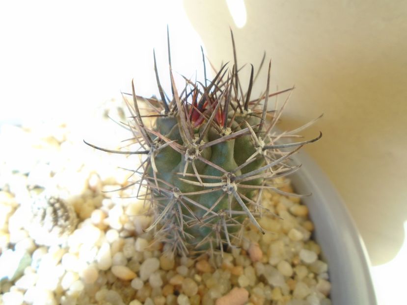Pyrrhocactus andreaeanus (Eriosyce andreaeana) - Cactusi 2019 bis bis