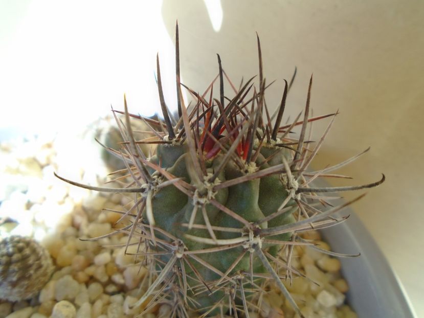 Pyrrhocactus andreaeanus (Eriosyce andreaeana) - Cactusi 2019 bis bis