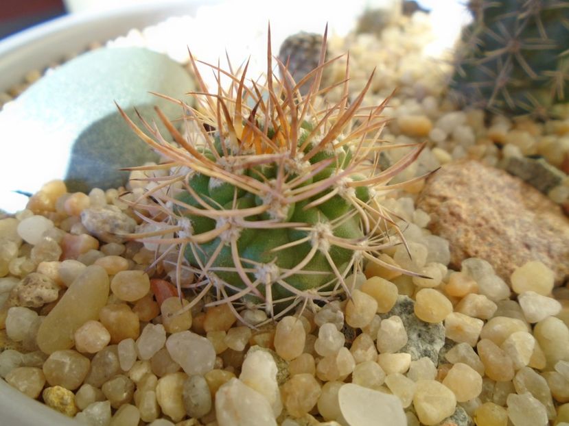 Pyrrhocactus bulbocalyx (Eriosyce bulbocalyx) - Cactusi 2019 bis bis