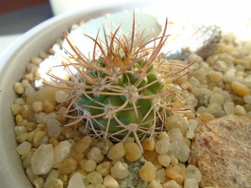 Pyrrhocactus bulbocalyx (Eriosyce bulbocalyx) - Cactusi 2019 bis bis