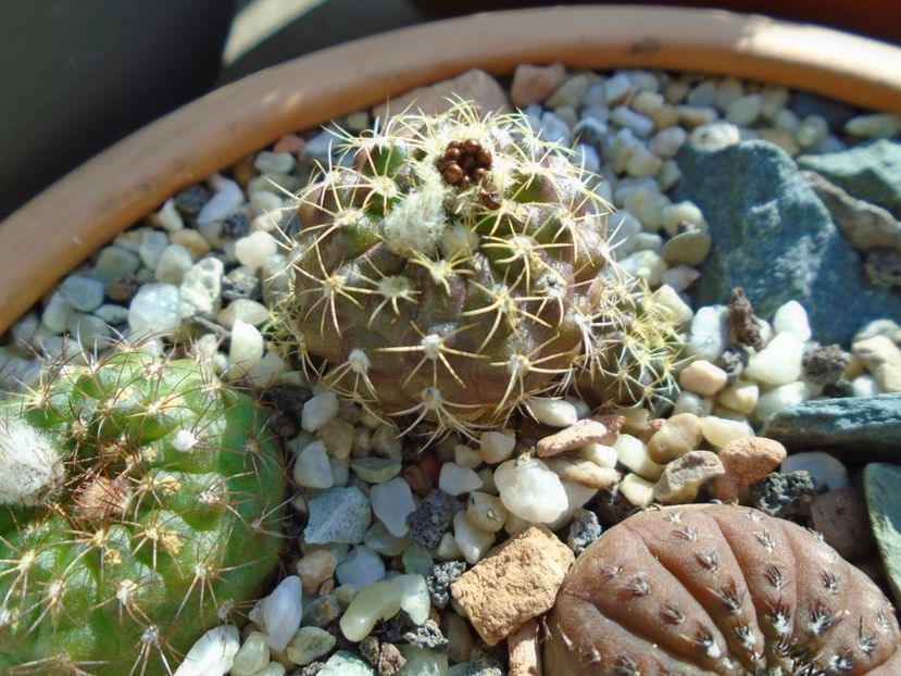 Frailea buenekeri, seminte - Cactusi 2019 bis bis