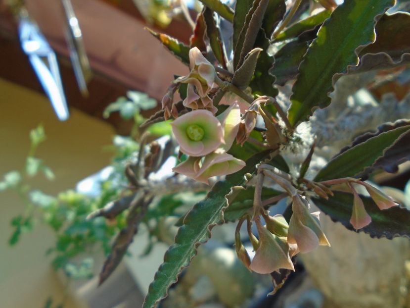 Euphorbia suzannae-marnierae - Caudiciforme si bulbi 2019