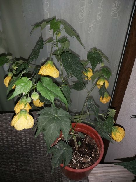  - Abutilon