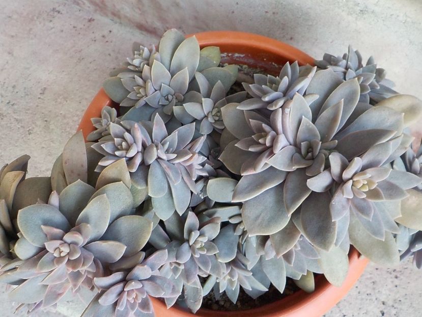  - graptopetalum paraguyense