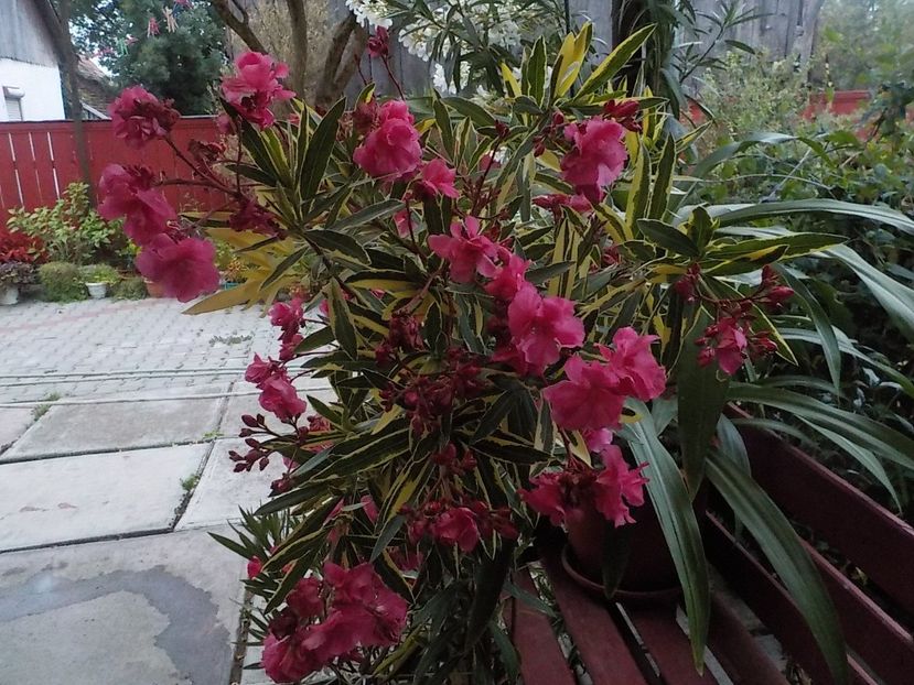  - variegat nr 24