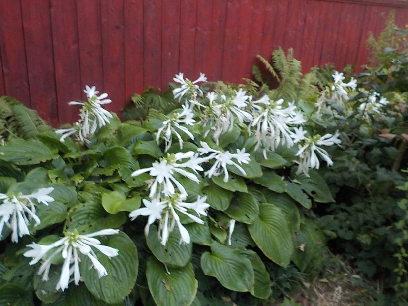  - hosta