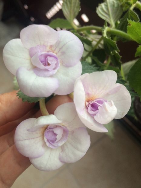 5.09.2019-Lavender Bliss - Achimenes 2019