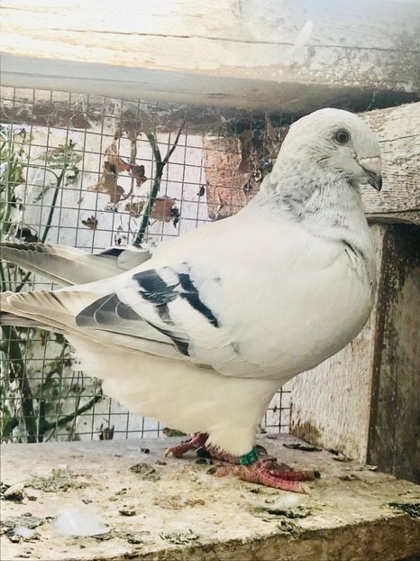  - 5 Pui 2019