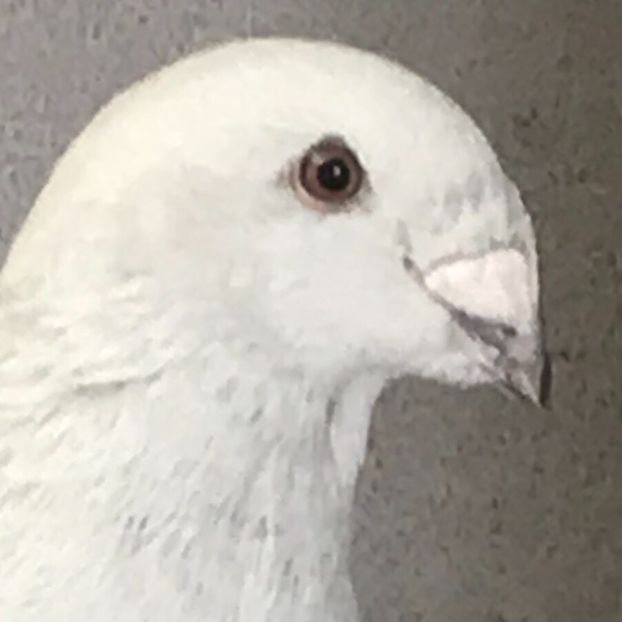  - 5 Pui 2019