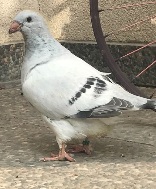  - 5 Pui 2019