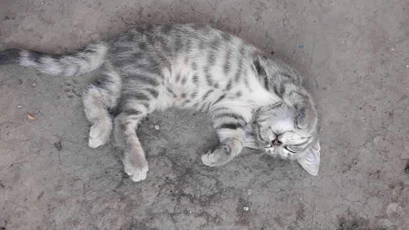  - Iubiri mici!