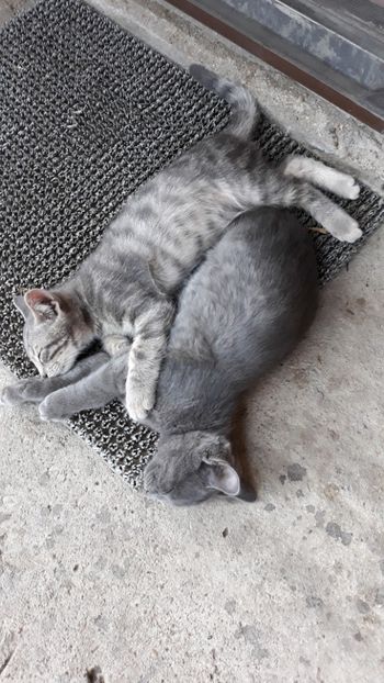  - Iubiri mici!