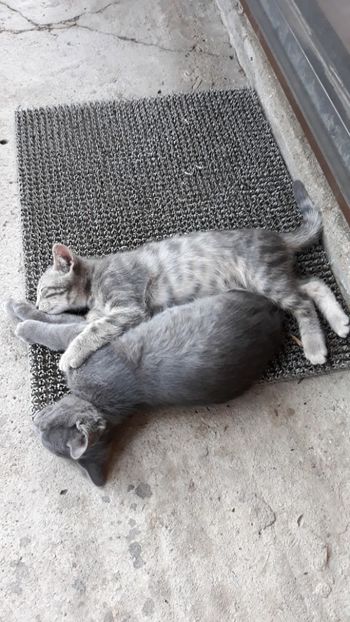  - Iubiri mici!