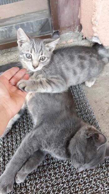  - Iubiri mici!