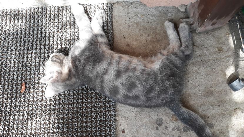  - Iubiri mici!