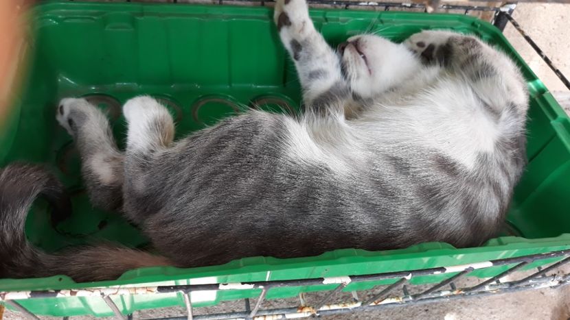  - Iubiri mici!