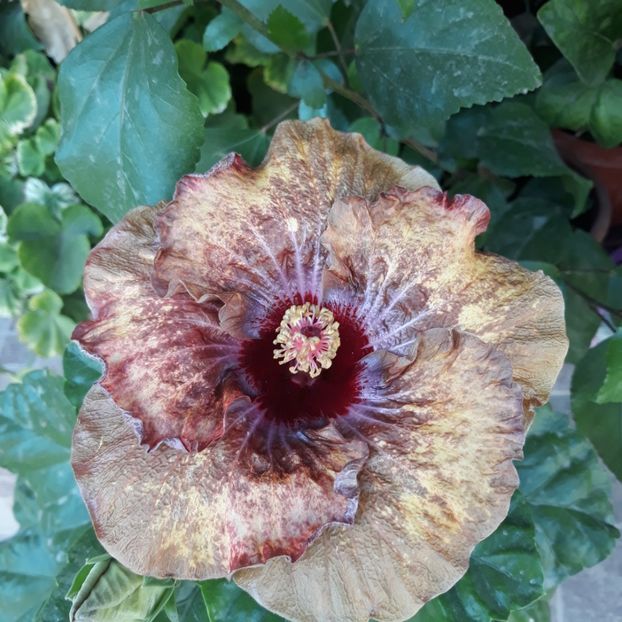  - Hibi Dragon Bay Treasure