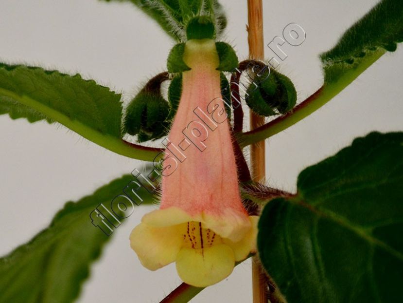 Sinningia Luci s Exotic Juice - GLOXINIA_SINNINGIA - Hibrizii mei -My hybrids